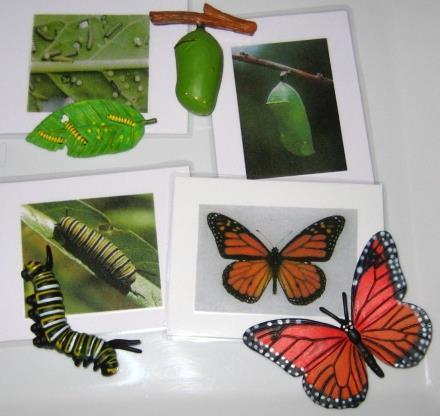 4-piece MONARCH BUTTERFLY LIFE CYCLE & matching cards
