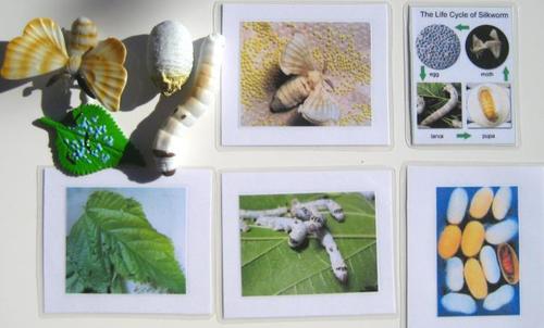 4-piece SILKWORM LIFE CYCLE & matching cards