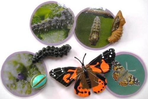 4-piece PAINTED LADY BUTTERFLY LIFE CYCLE, & matching cards in presentation/storage box