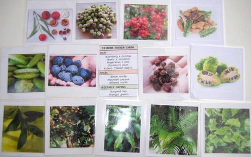 13-card set BUSH TUCKER: Indigenous Australian food