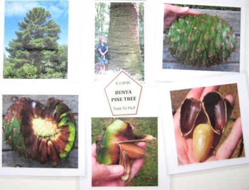 6-card set BUNYA BUNYA PINE: TREE to NUT