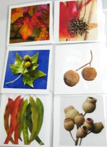 6-card LEAVES and SEEDS, Set #2