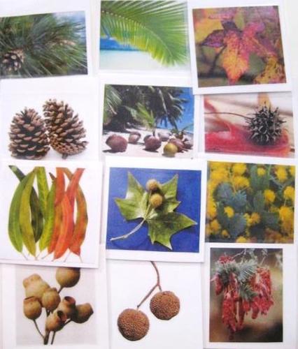 12 LEAVES and SEEDS,  cards only