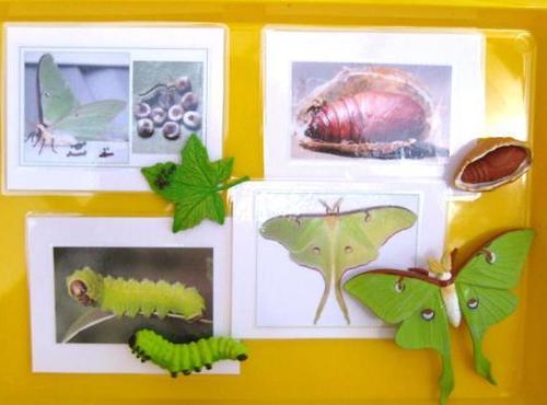 4-piece LUNA MOTH LIFE CYCLE & matching cards