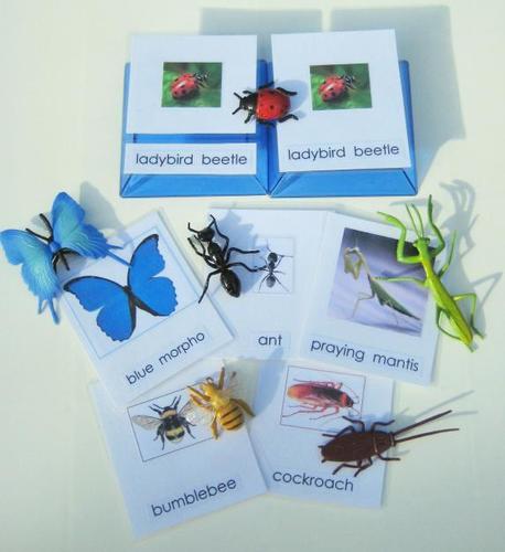 6 INSECTS & matching 3-part cards, Set # 1