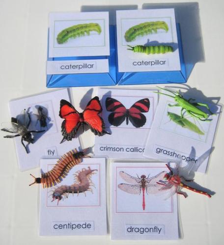 6 INSECTS & matching 3-part cards, Set # 2