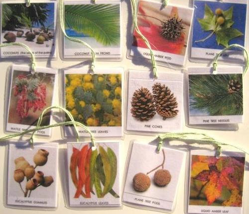 0-3 Language: Language Trees