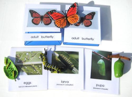 4-piece MONARCH LIFE CYCLE & matching 3-part cards