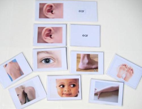 8 BODY PARTS, Set # 1 with matching 3-part cards