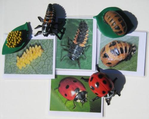 4-piece LADYBIRD BEETLE ('Ladybug') LIFE CYCLE & matching cards