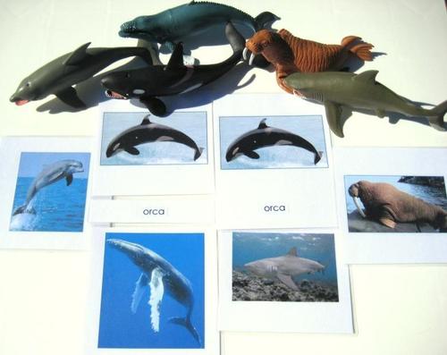 5 LARGE SEA LIFE ANIMALS & matching 3-part cards, Set #1