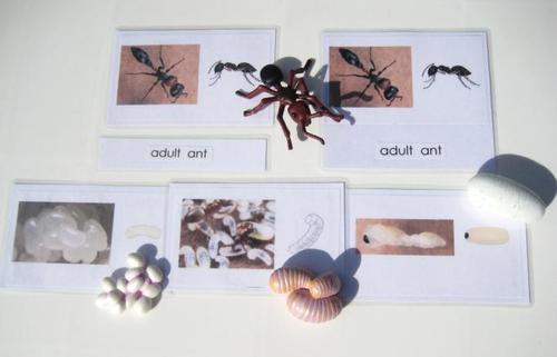 4-piece ANT LIFE CYCLE & matching 3-part cards
