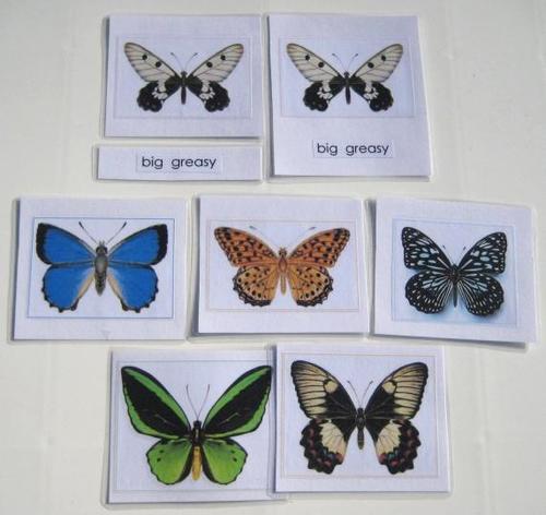 6 AUSSIE BUTTERFLIES, Set # 1, in 3-part cards