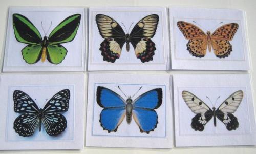 6 AUSSIE BUTTERFLY cards, Set #1