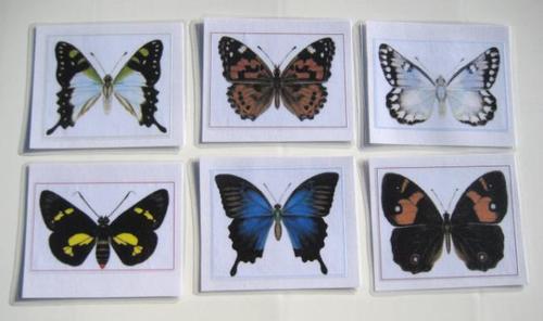 6 AUSSIE BUTTERFLY cards, Set #2