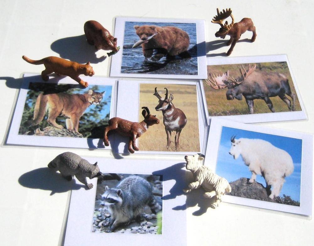6 NORTH AMERICAN ANIMALS & matching cards, Set #1