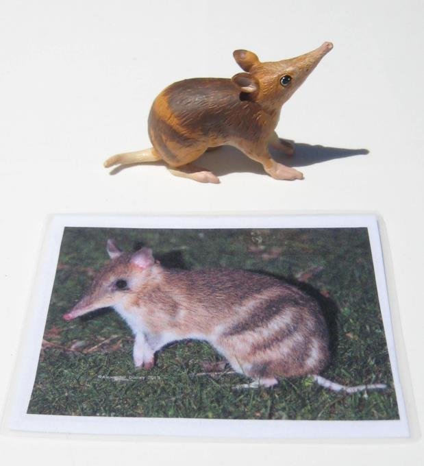 1 BANDICOOT, Aussie Animal with matching card