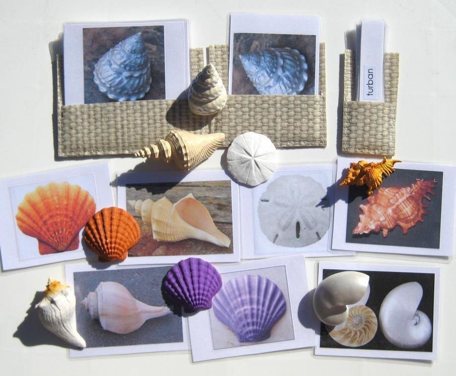 8 SHELLS & matching 3-part cards