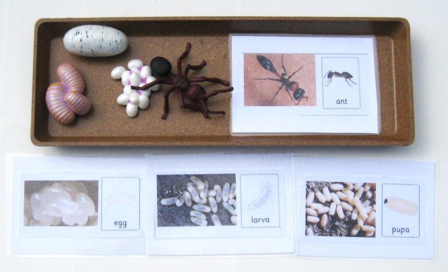 4-piece ANT LIFE CYCLE & matching cards