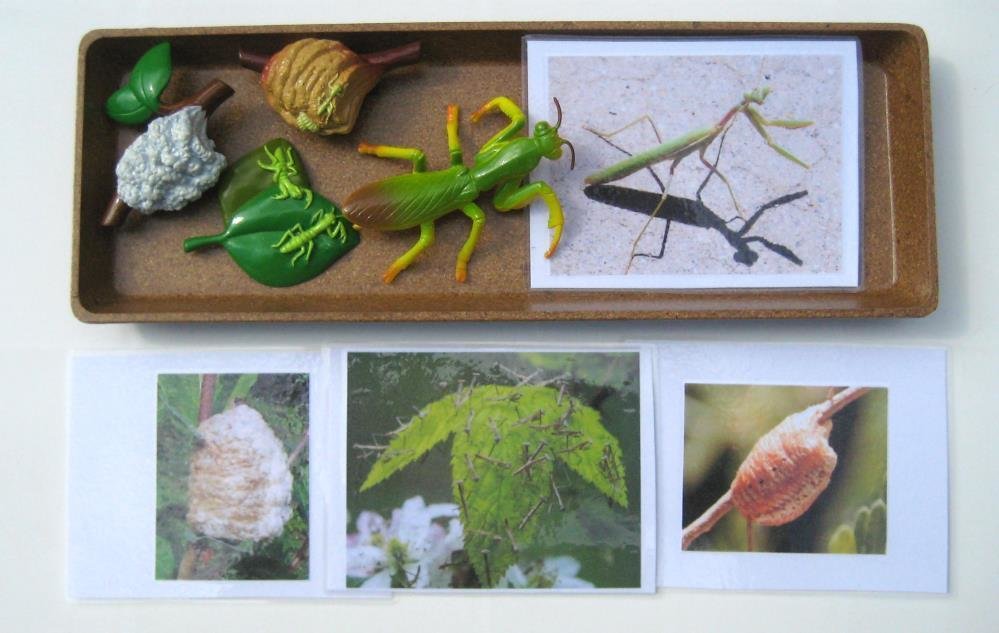 4-piece PRAYING MANTIS Life Cycle & matching cards