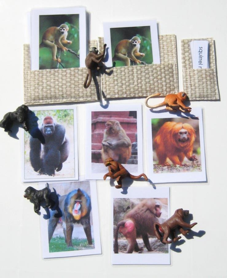 6 APES & MONKEYS, Set # 1, with matching 3-part cards