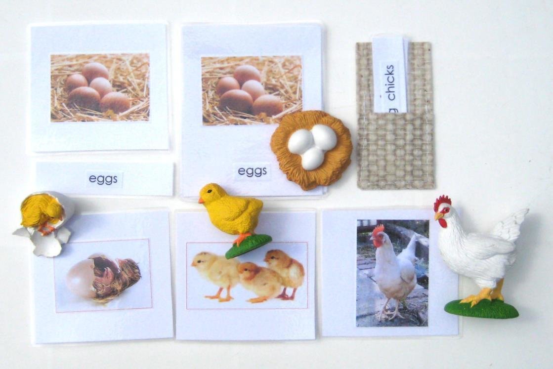 4-piece CHICKEN LIFE CYCLE & matching 3-part cards