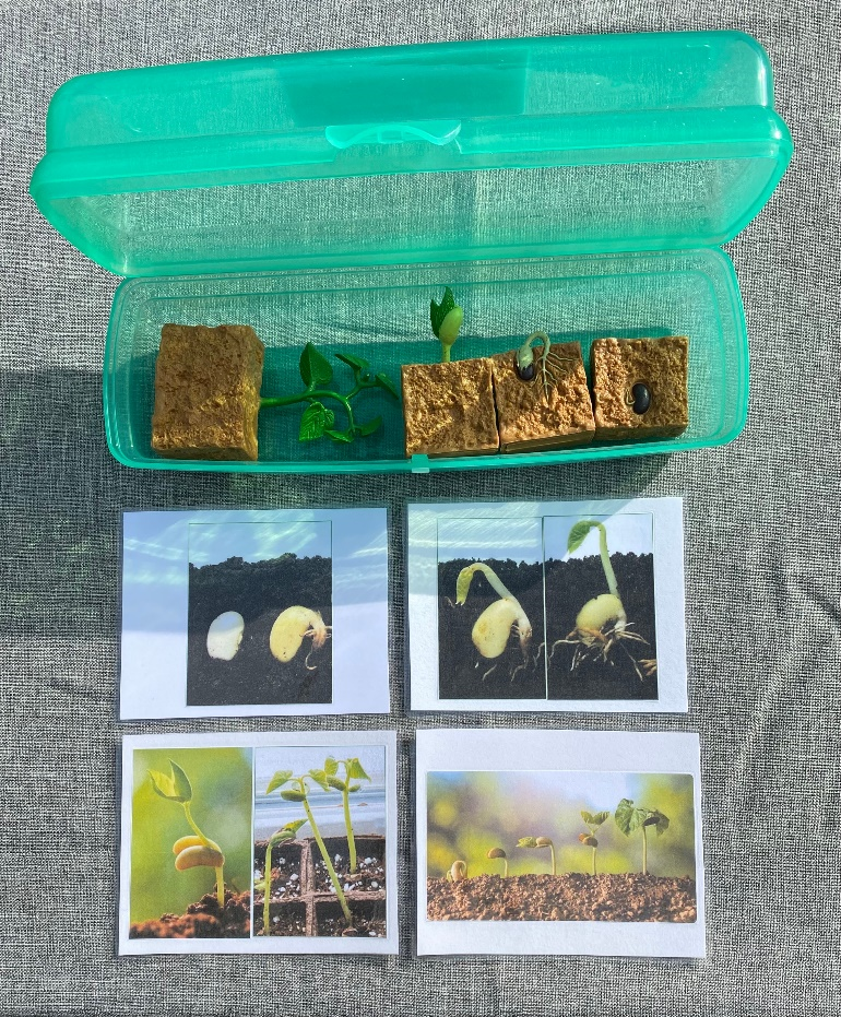 4-piece BEAN LIFE CYCLE with matching cards in container