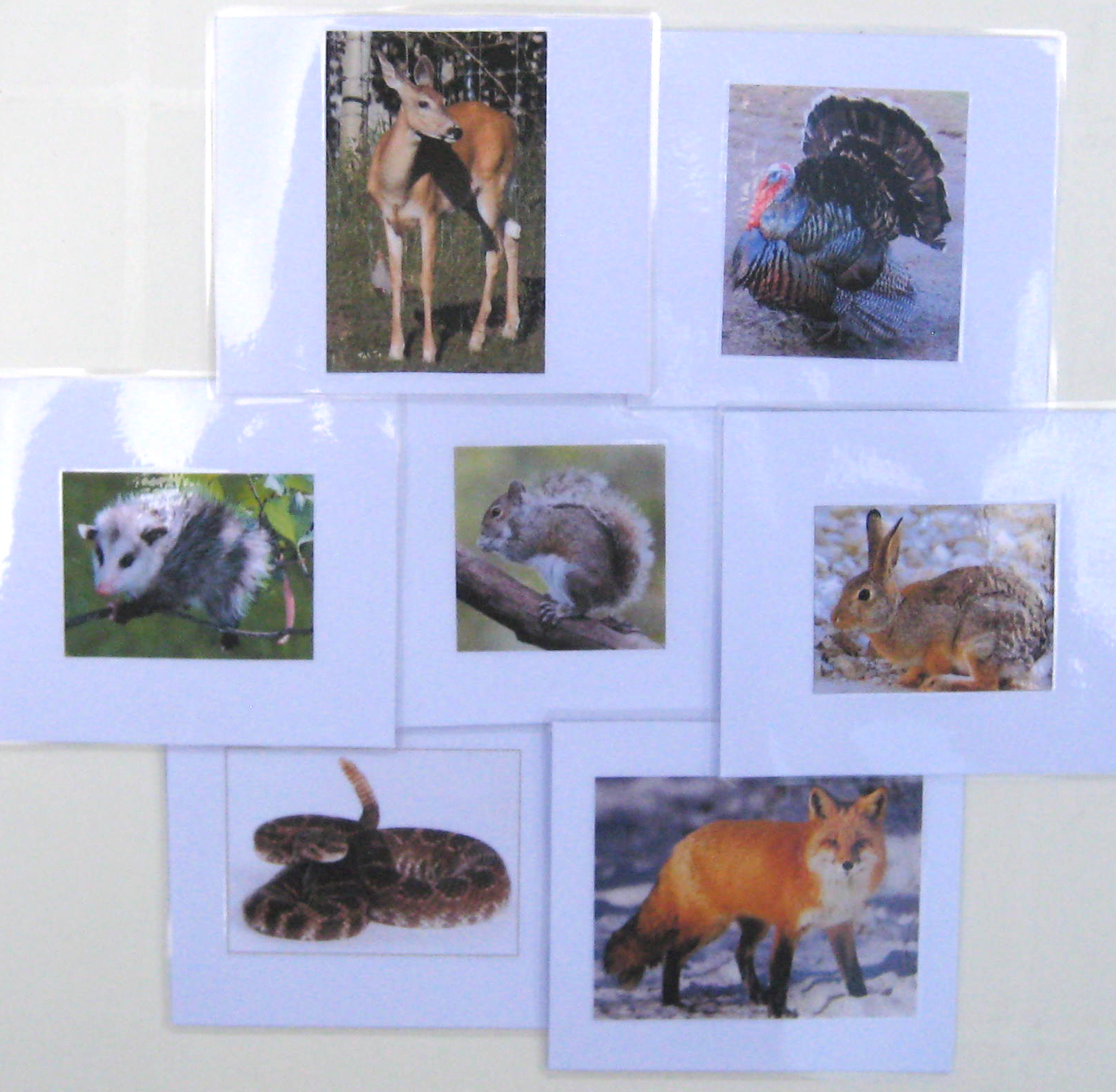 7 NORTH AMERICAN ANIMALS, Set #1, cards only