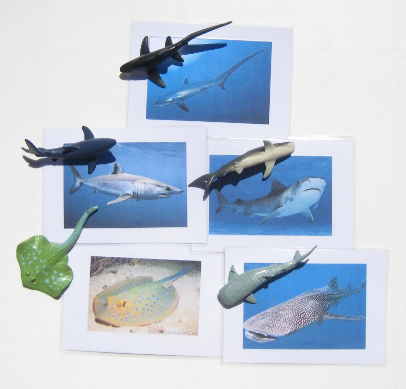 5 SHARKS with matching cards, Set #2