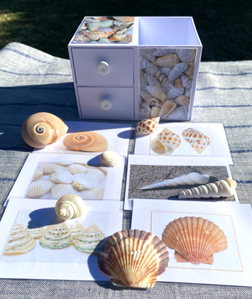 6 SHELLS with Matching Cards in Plastic Box