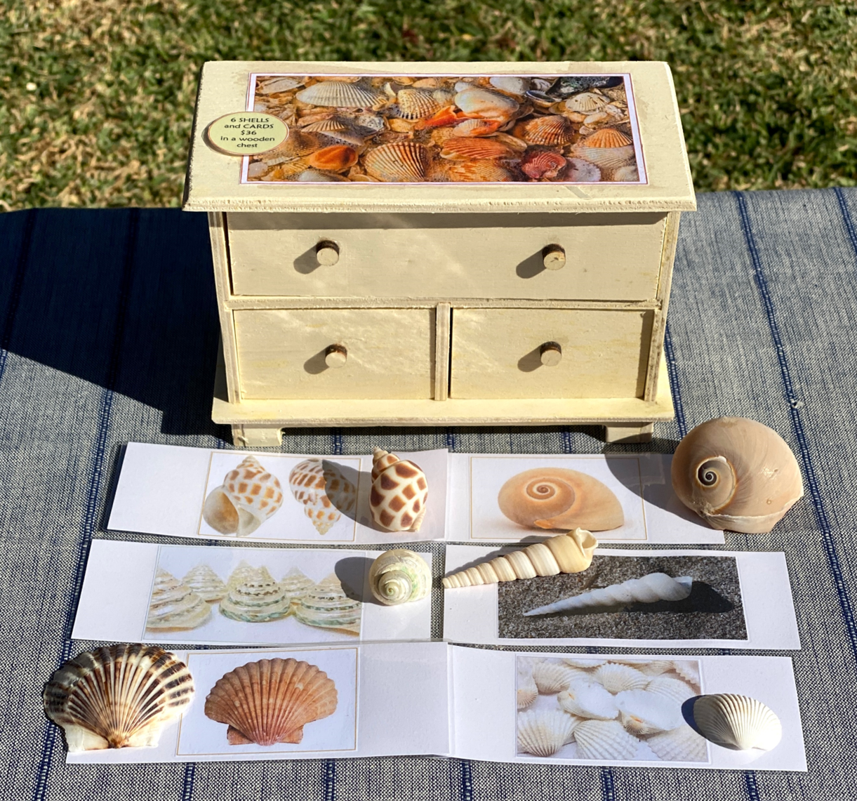 6 SHELLS with Matching Cards in Wooden Chest