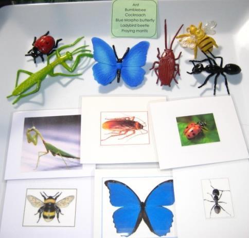6 INSECTS & matching cards, Set #1