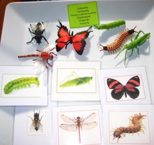 6 INSECTS & matching cards, Set # 2