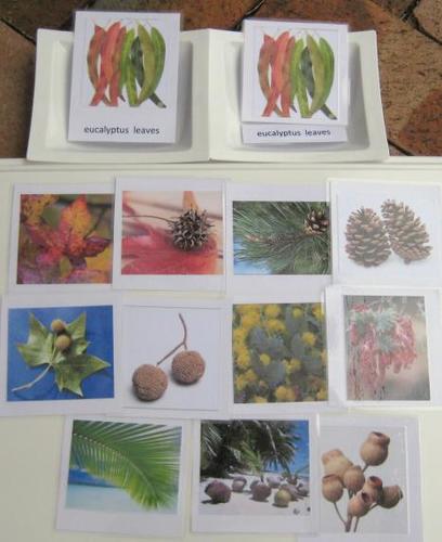 Full set of 12 SEEDS & LEAVES, 3-part cards