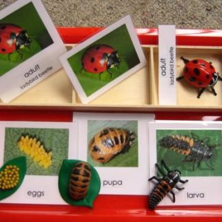 3-6 Language: 3-Part Cards and Objects