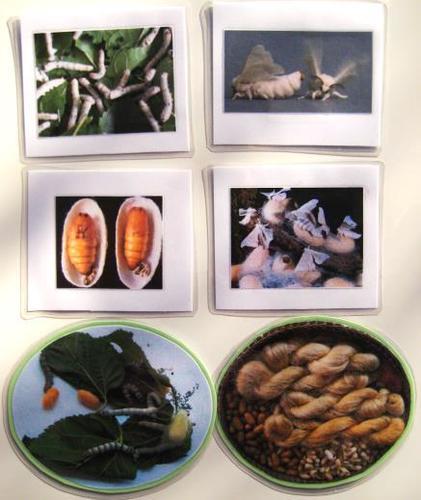 6-card SILK WORM LIFE CYCLE