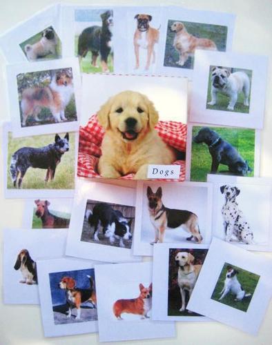 Full 29-card set of DOGS, cards only, plus complimentary box