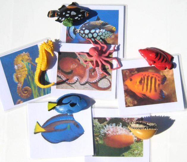 6 CORAL REEF & matching cards, Set #2