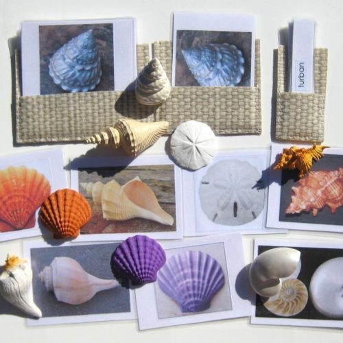 8 SHELLS & matching 3-part cards