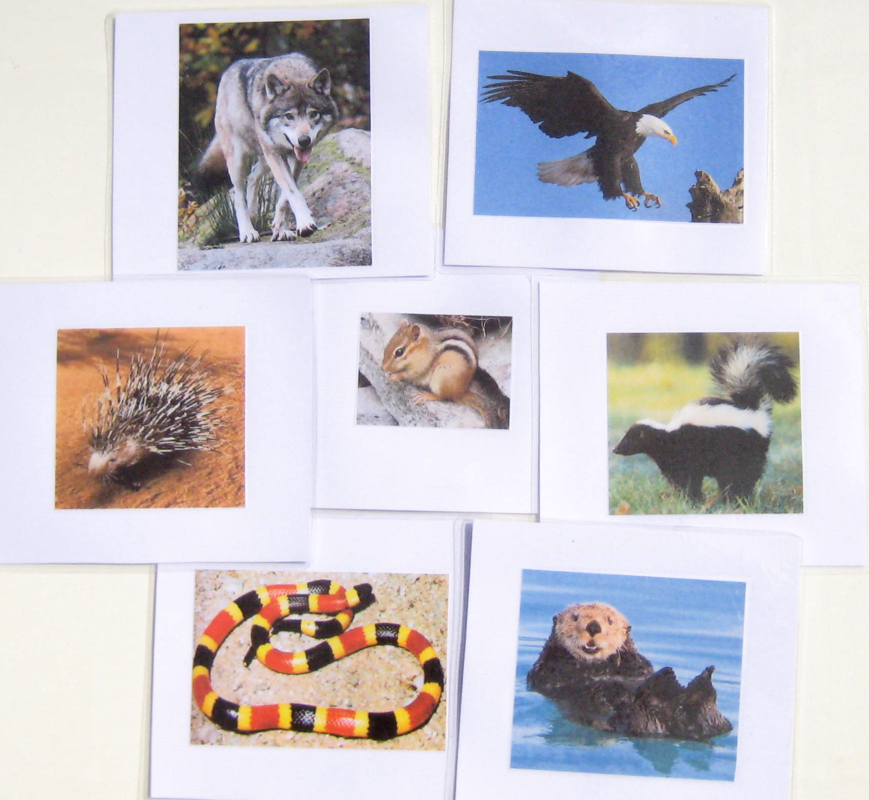 7 NORTH AMERICAN ANIMALS, Set #2, cards only