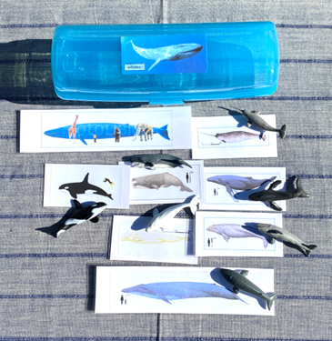 7 WHALES & matching cards in container