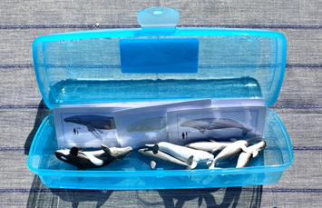 7 WHALES & matching cards in container - Image 3